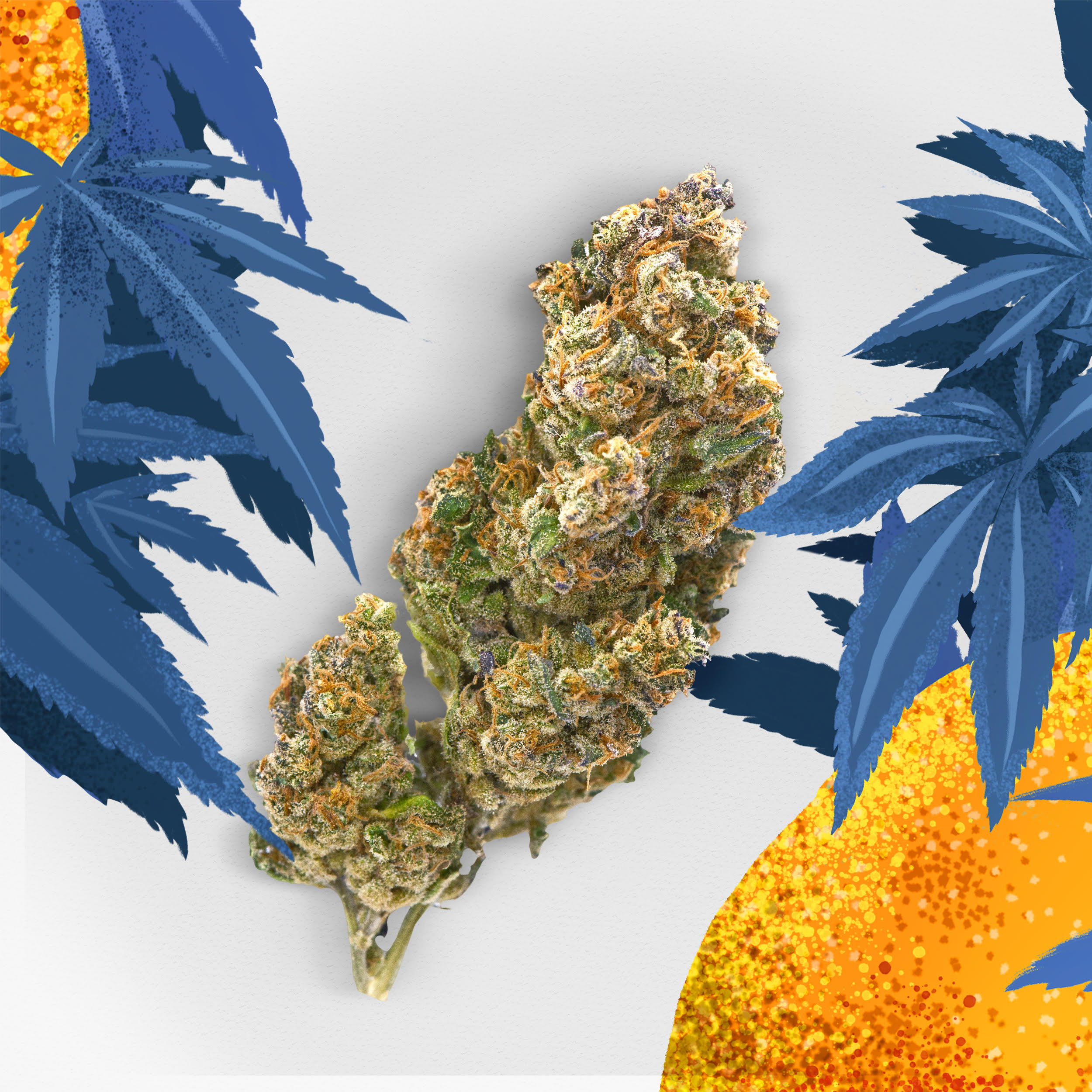 Tangie Juice fleurs CBD - KANUT